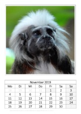 November_Kaiserschnurrbart-Tamarin.pdf